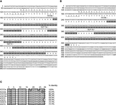 Signal Transduction Mechanisms for Glucagon-Induced Somatolactin Secretion and Gene Expression in Nile Tilapia (Oreochromis niloticus) Pituitary Cells